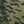 Bengal Rug in Forest Green Closeup