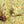 Harvest Garden Fabric